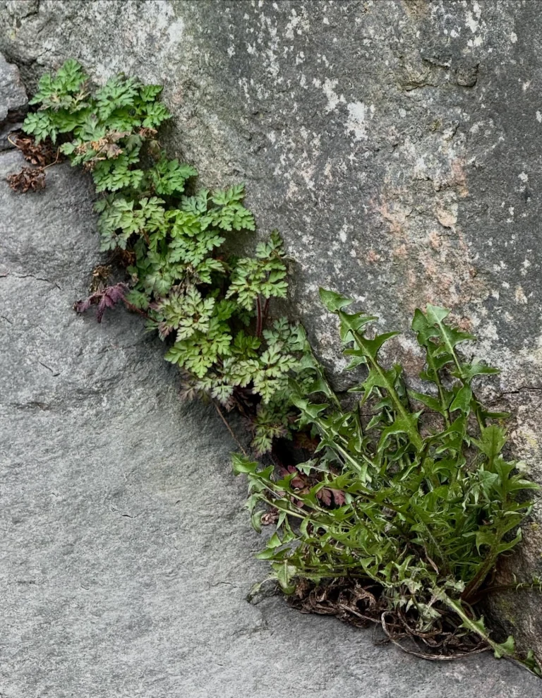 Instagram post from vivia.art. This post is in position 2.